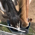 Two horses with heading in bucket eating