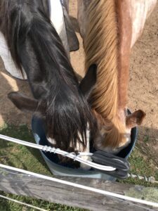 Two horses with heading in bucket eating