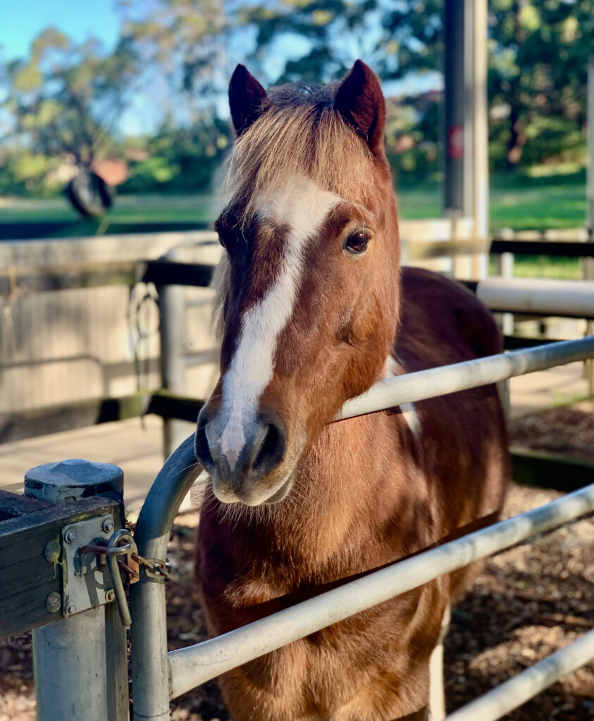 beautiful horse